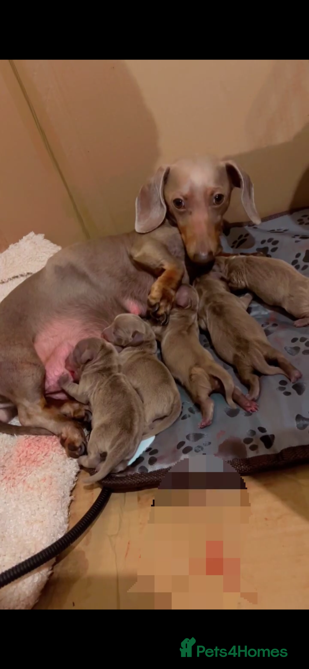 Miniature Dachshund dogs for sale: Isabella & Tan Mini Dachshund puppies 🤎 - Advert 13