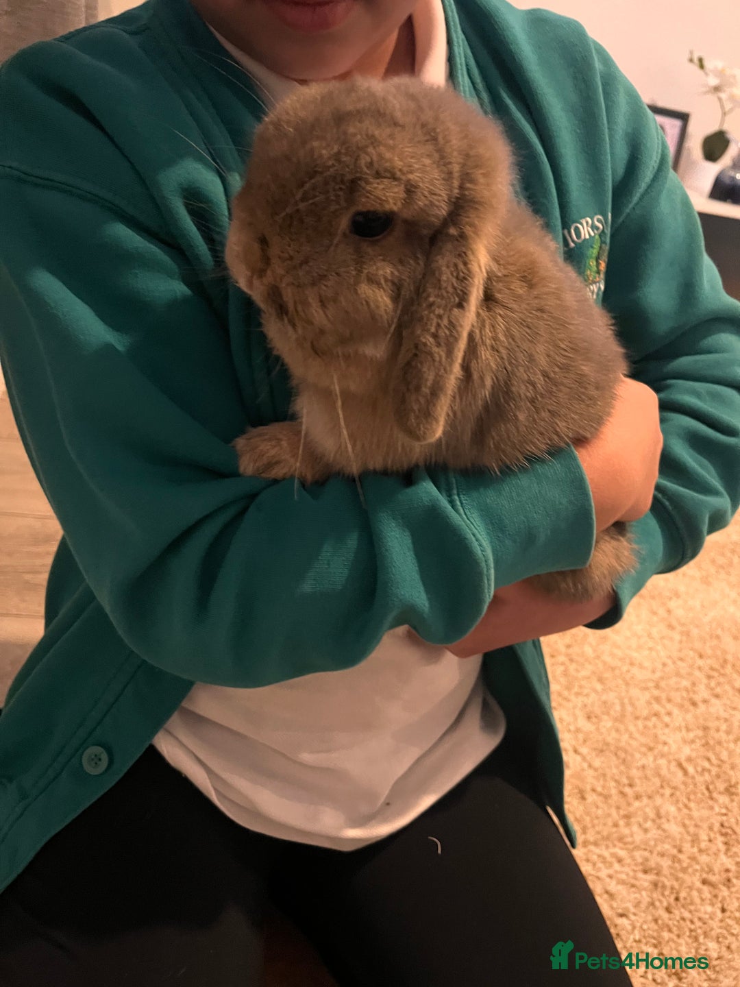 Mini Lop rabbits for sale: Mini lop bunny (honey) - Advert 2