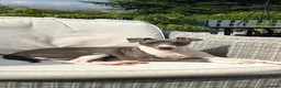 Italian Greyhound dogs for sale: Very loving Italian greyhound for sale  - Advert 3
