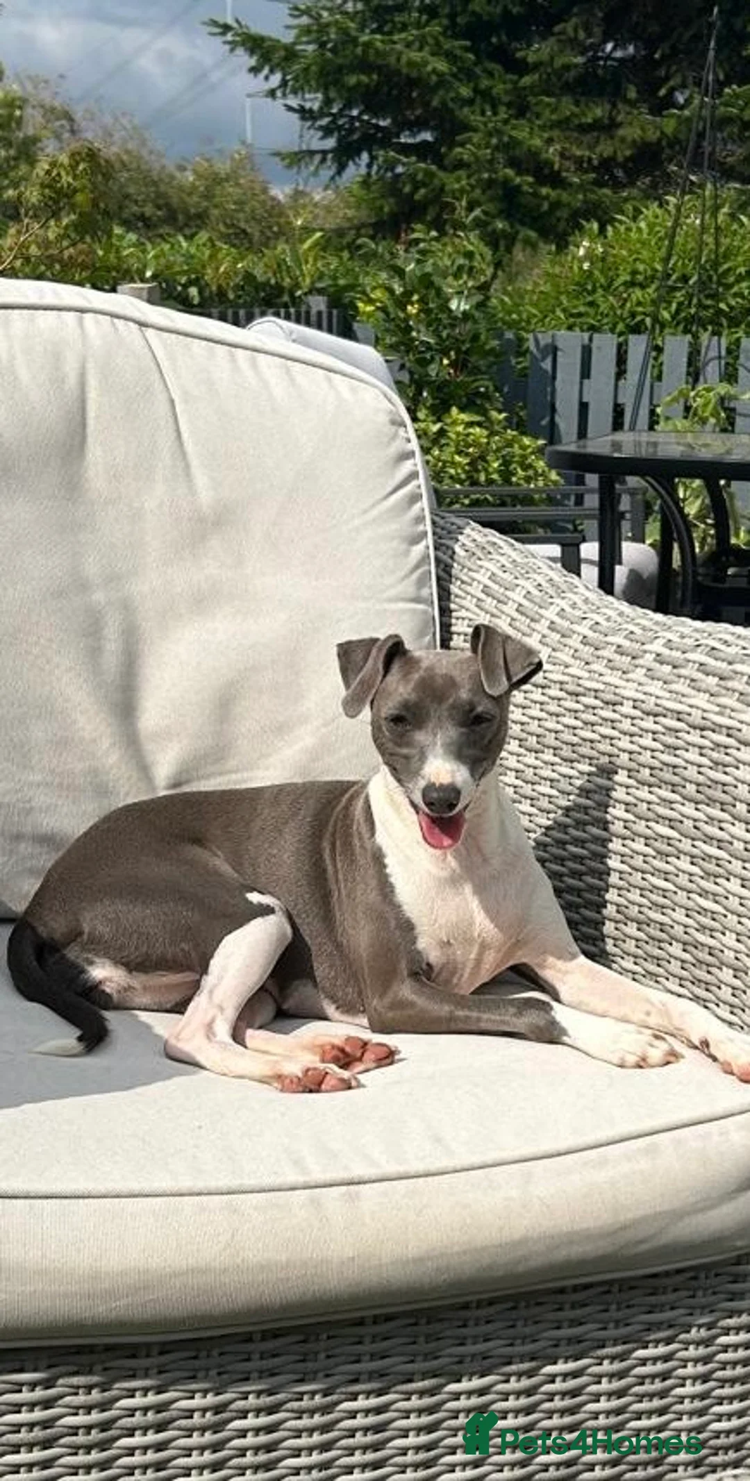 Italian Greyhound dogs for sale: Very loving Italian greyhound for sale  - Advert 3