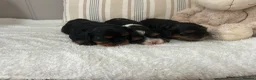 Cavalier King Charles Spaniel dogs for sale: Kc Reg’d, health tested female Cavalier pups - Advert 2