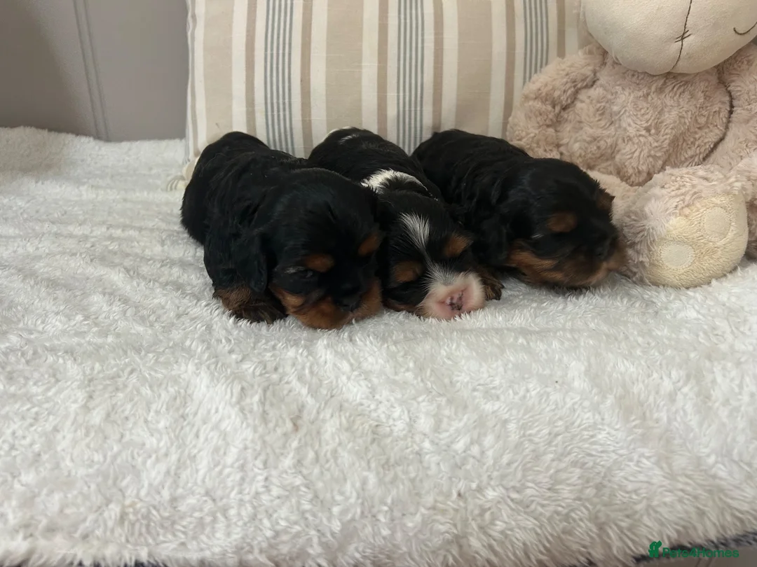 Cavalier King Charles Spaniel dogs for sale: Kc Reg’d, health tested female Cavalier pups - Advert 2
