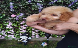 Cavachon dogs for sale: Beautiful golden cavapoochons puppies  - Image 5
