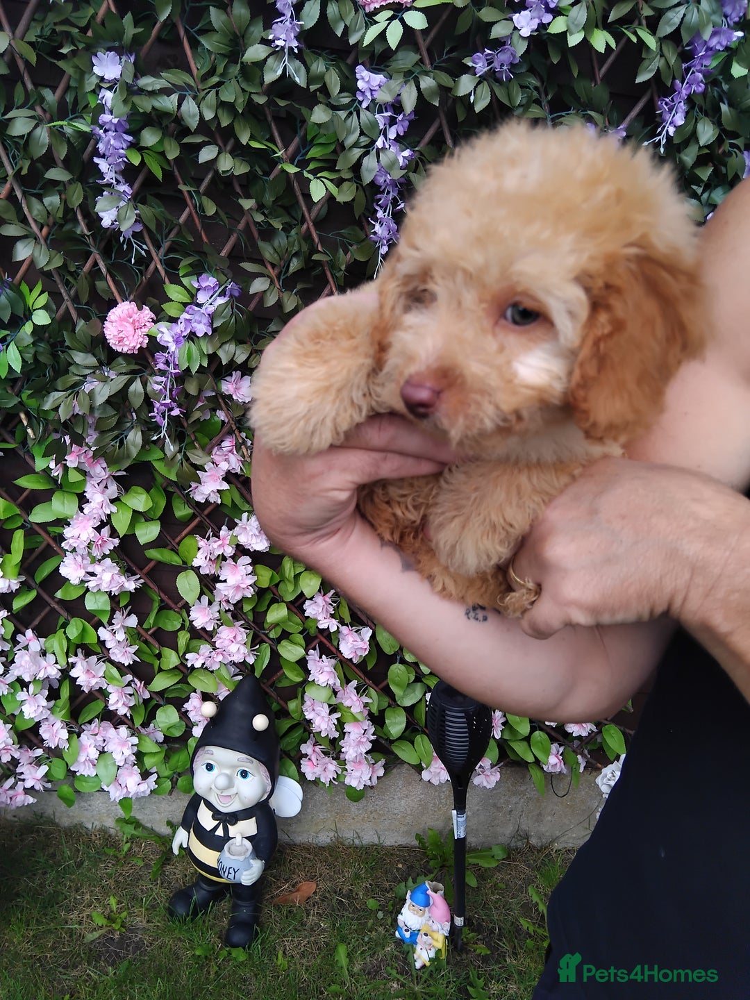 Cavachon dogs for sale: Beautiful golden cavapoochons puppies  - Image 5