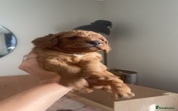 Cockapoo dogs for sale: Beautiful f2 puppies  - Image 3