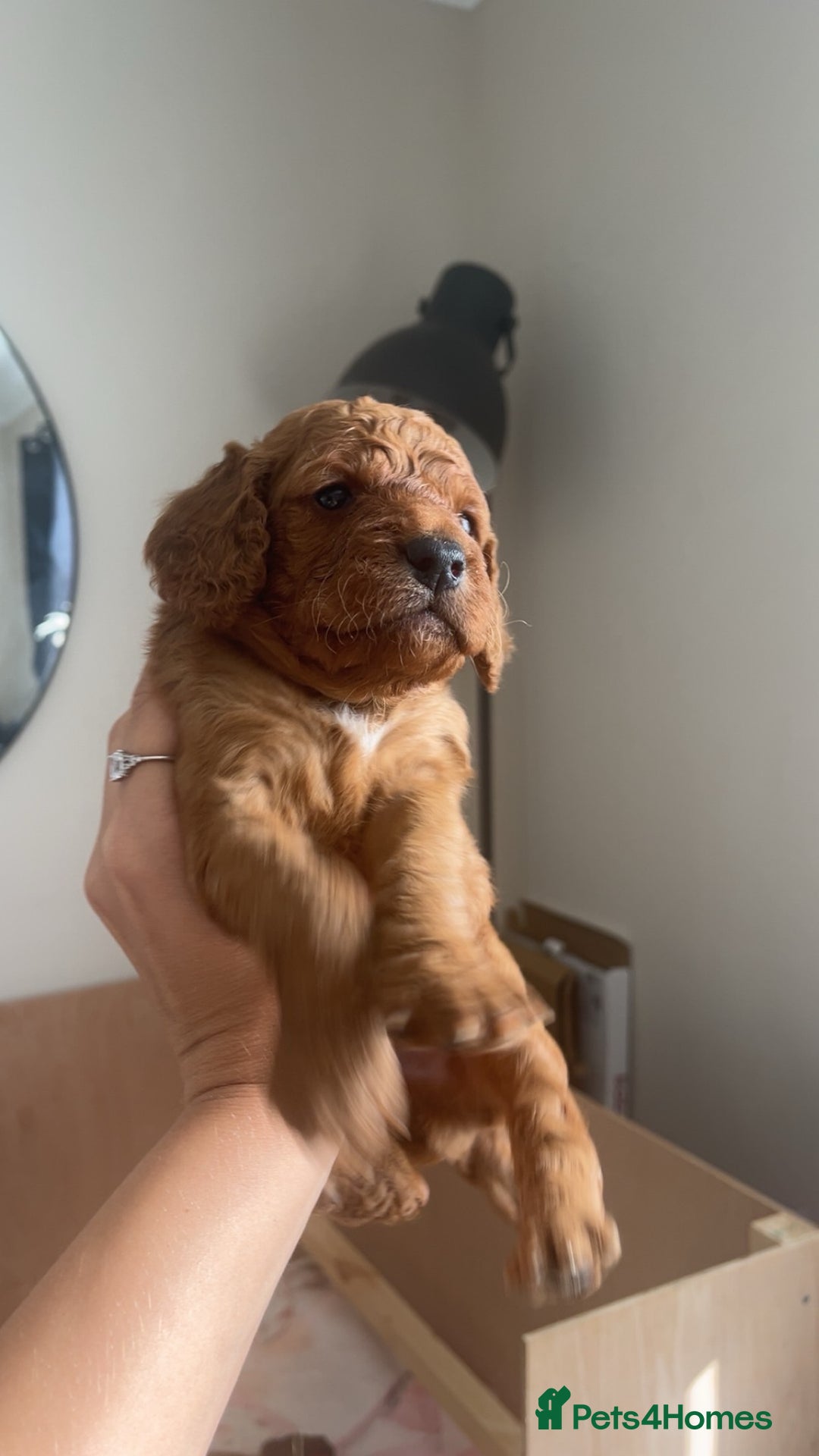 Cockapoo dogs for sale: Beautiful f2 puppies  - Image 3