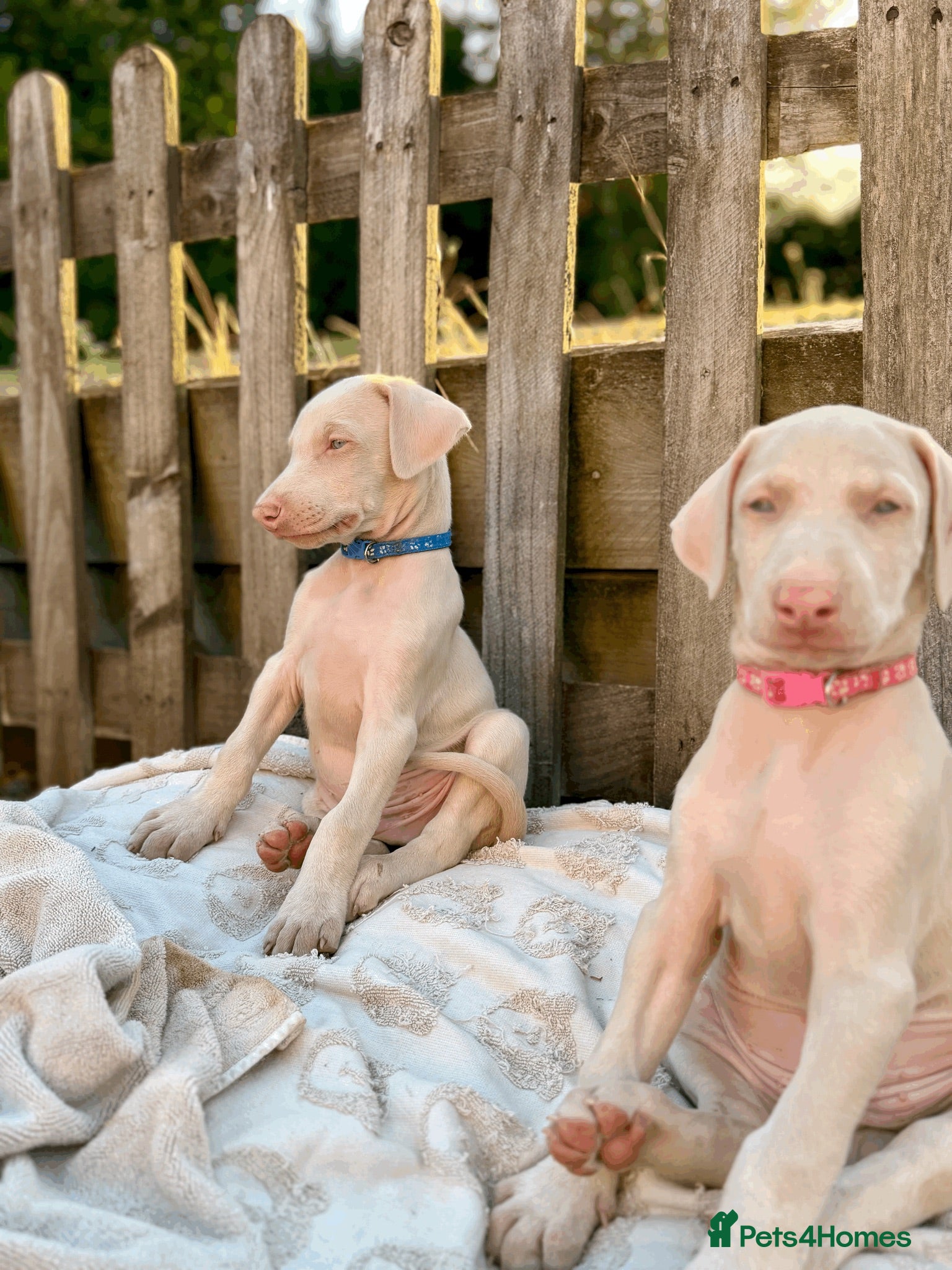 Dobermann dogs Stunning White & Cream Doberman Puppies available! - Advert 12
