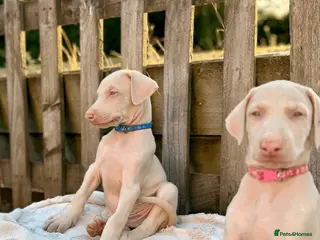 Dobermann dogs Stunning White & Cream Doberman Puppies available! - Advert 12