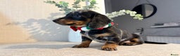 Miniature Dachshund dogs for sale: Miniature Dachshunds dapple. KC reg 4th Jan - Advert 14