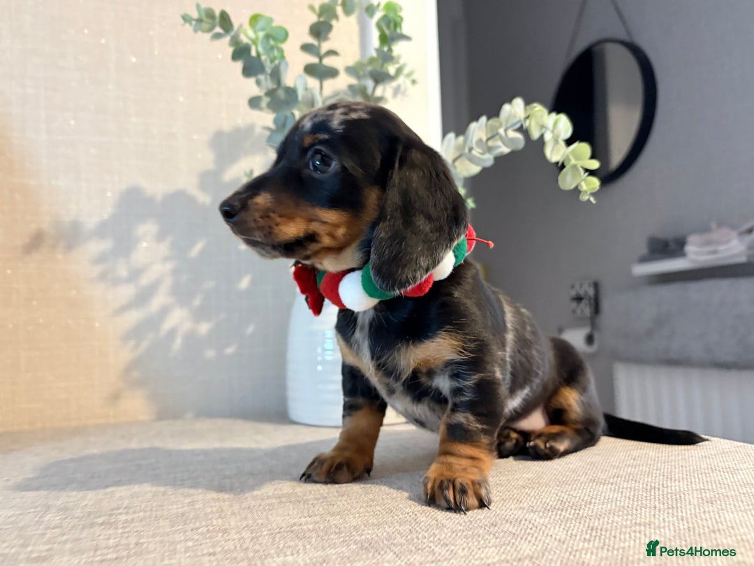 Miniature Dachshund dogs for sale: Miniature Dachshunds dapple. KC reg 4th Jan - Advert 14