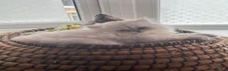 Persian cats for sale: Adorable Silver tipped Persian Boy  in Porthcawl - Advert 15