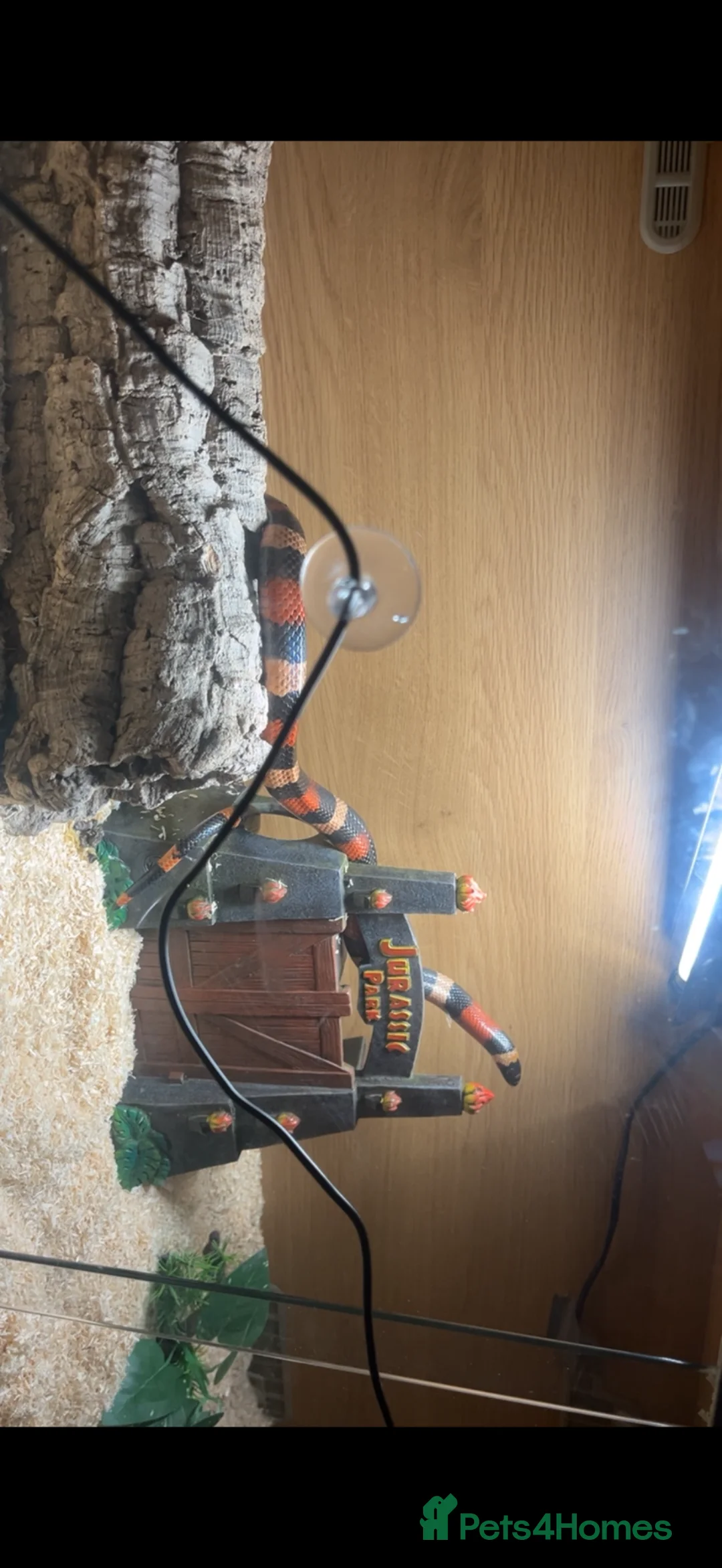 Milk Snake reptiles for sale: Beautiful milk snake  in Worthing - Advert 1