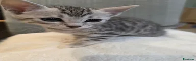 Bengal 1