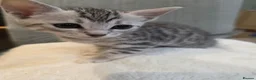 Bengal cats for sale: Beautiful Bengal Kittens – Loving Homes Only  - Advert 13