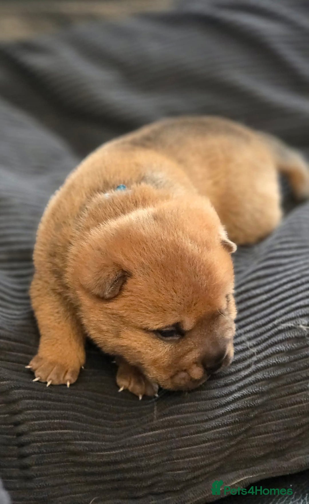 Mixed Breed dogs for sale: Chow Pei puppies - Advert 29
