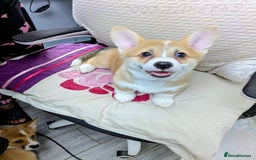 Welsh Corgi Pembroke dogs for sale: 3 Cuddly Corgi Pups for Sale; 2 males, 1 female - Image 9