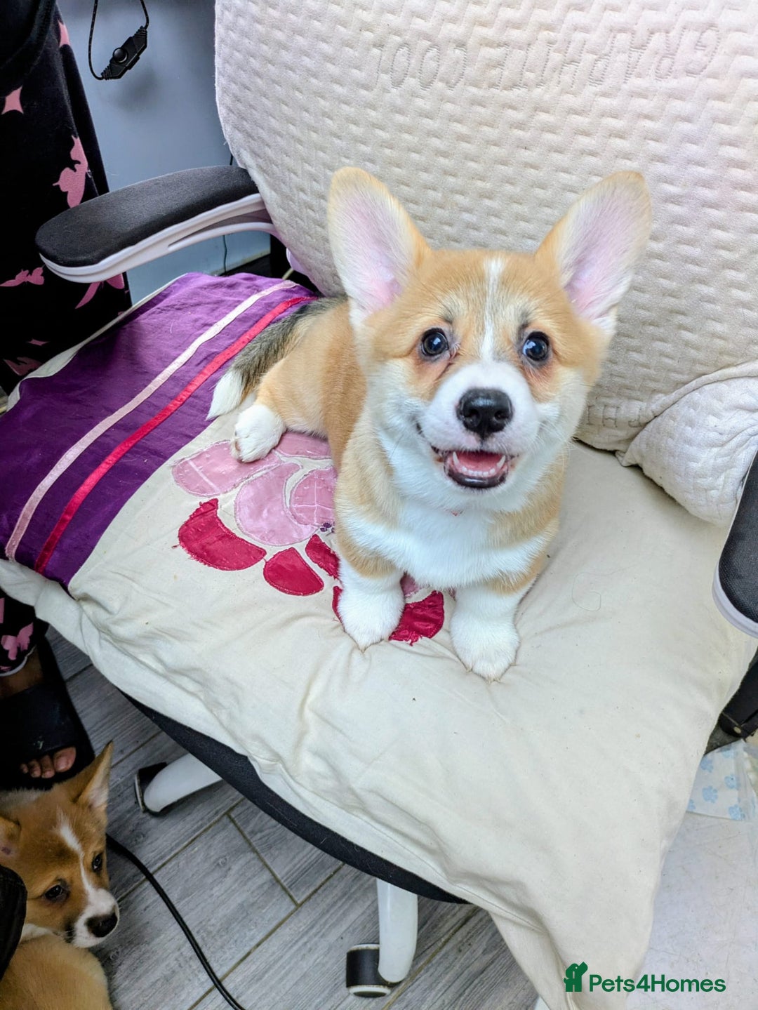 Welsh Corgi Pembroke dogs for sale: 3 Cuddly Corgi Pups for Sale; 2 males, 1 female - Image 9