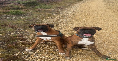 Boxer dogs - Advert 4