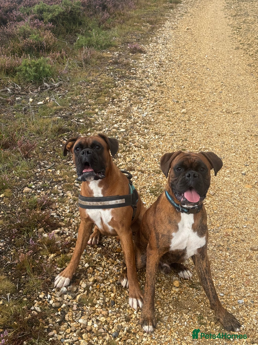 Boxer dogs for sale: 2 Boxers to re-home, must go together - Image 3