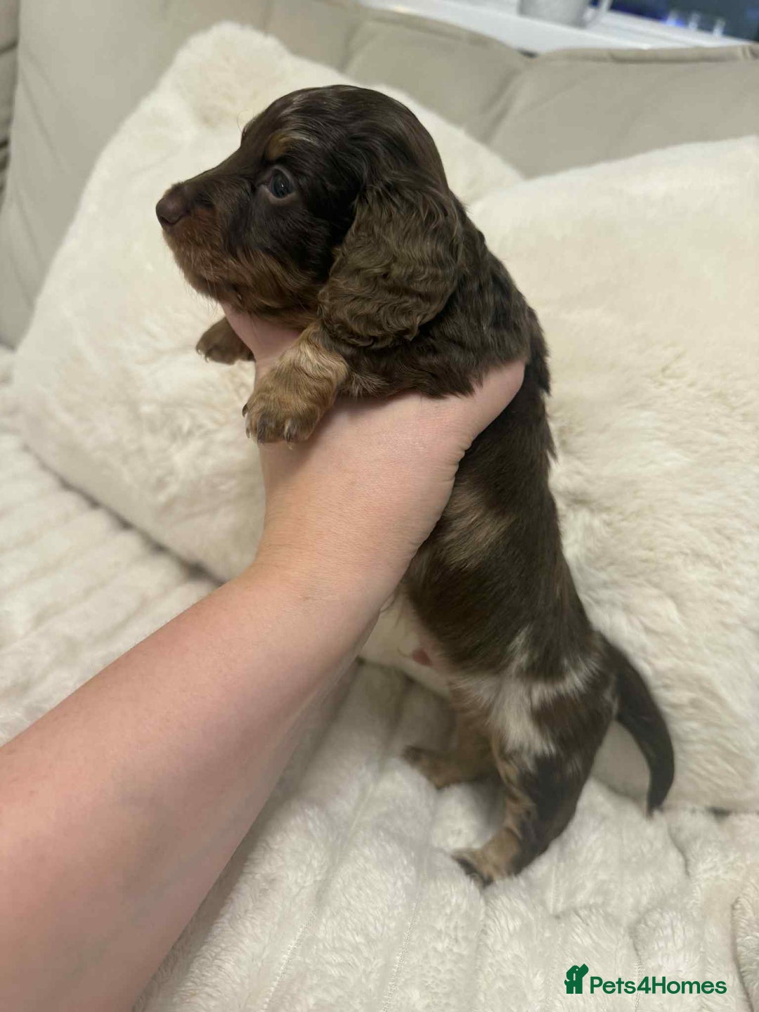 Miniature Dachshund dogs for sale: Miniature dachshunds  - Image 26