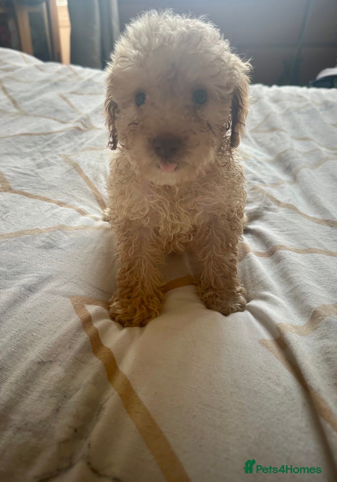 Cockapoo dogs for sale: Reduced F3 Cockapoo READY to leave 21st July  - Image 2