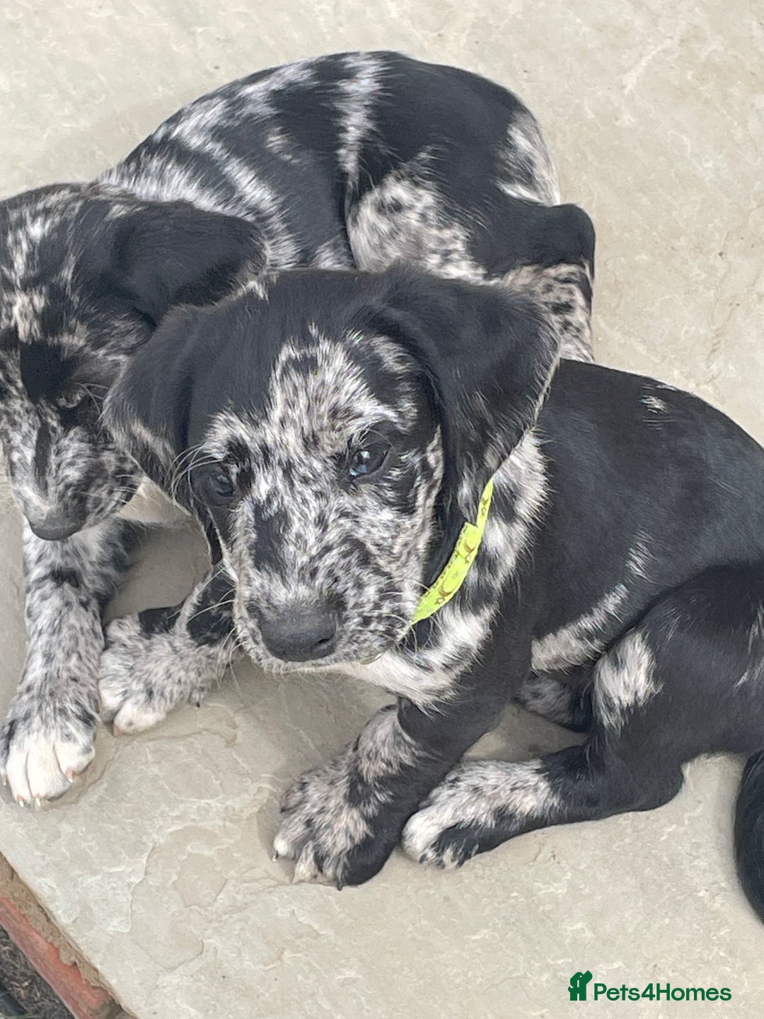 Cockerdor dogs for sale: Beautiful cockador puppys for sale  - Image 1