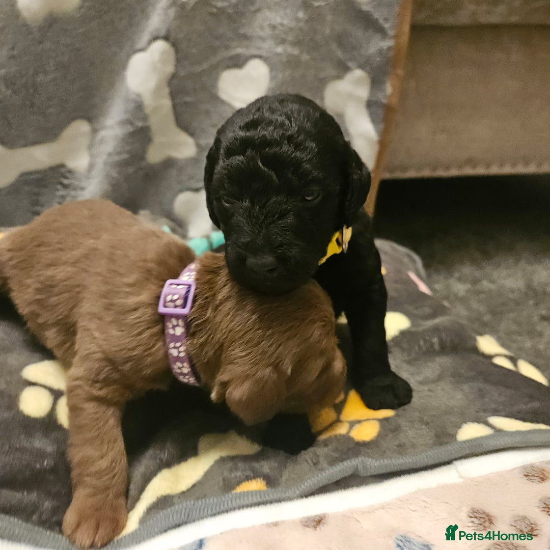 Bedlington Terrier dogs for sale: Bedlington whippet  - Advert 3