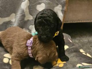 Bedlington Terrier dogs Bedlington whippet - Advert 5