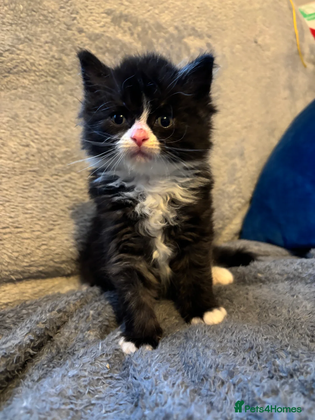 Ragcoon cats for sale: Beautiful Ragcoons in Ringwood - Advert 1