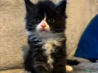 Ragcoon cats Beautiful Ragcoons in Ringwood - Advert 5