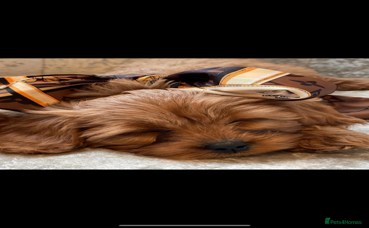 Cavapoo dogs - Advert 1