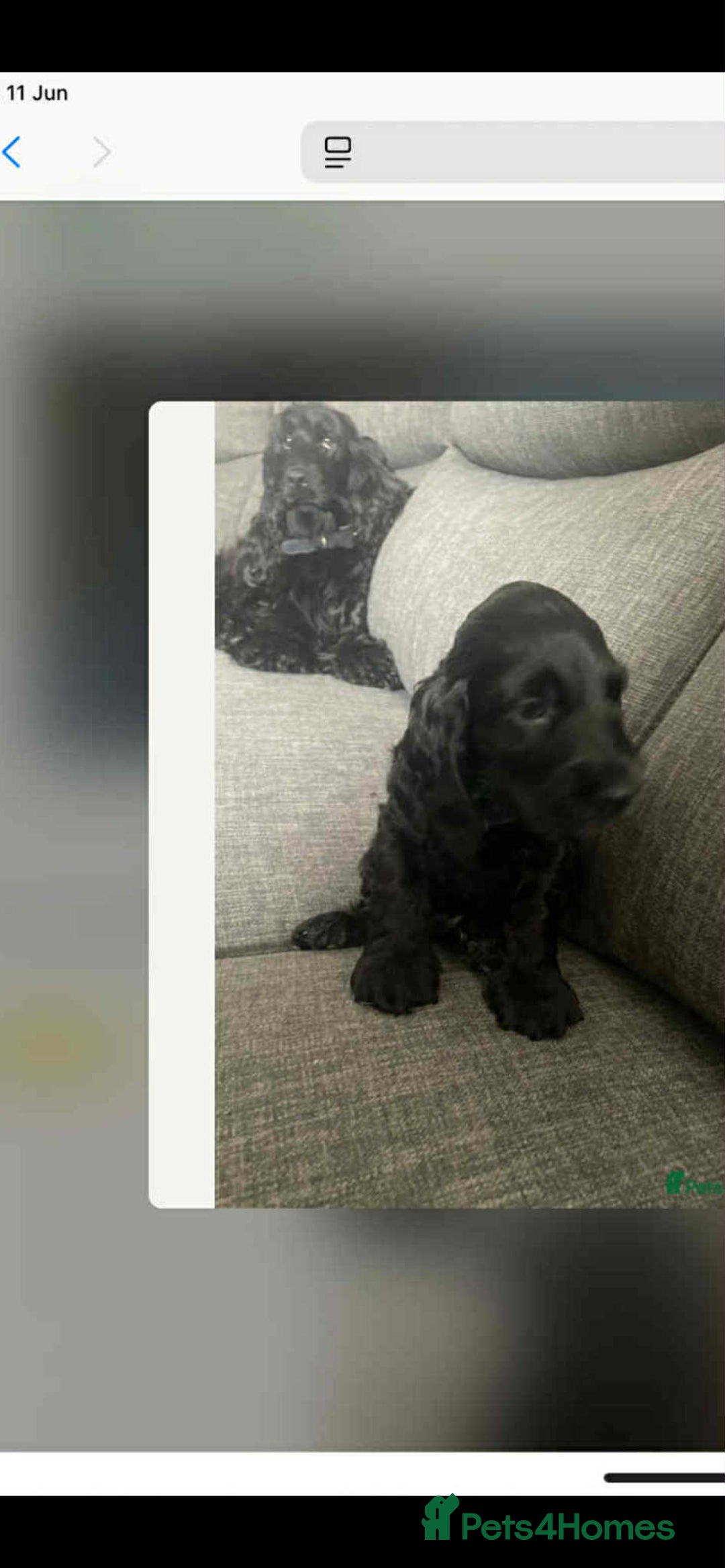 Cocker Spaniel dogs for sale: Show Cocker Spaniel Female 5 months old - Image 2