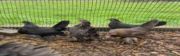 Chickens poultry for sale: Sablepoot Hatching Eggs Mixed Colours - Advert 6