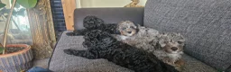 Cavapoo dogs for sale: READYtoday. Cavapoos puppies - Advert 5