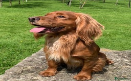 Cocker Spaniel dogs for sale: 🧡 Waiting List OPEN! 🧡 Fox Red WCS - Image 19
