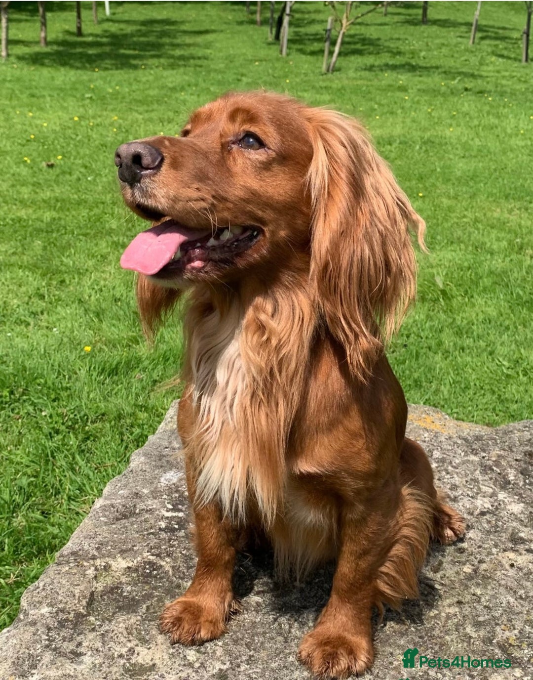 Cocker Spaniel dogs for sale: 🧡 Waiting List OPEN! 🧡 Fox Red WCS - Image 19
