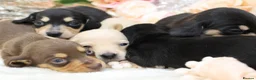 Miniature Dachshund dogs for sale: KC Miniature Dachshund Puppies - Advert 8