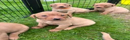 Labrador Retriever dogs for sale: KC fox red puppies - Advert 12