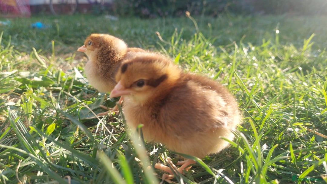Chickens poultry for sale: Day old chicks / hatching eggs Brahma sussex Pekin - Image 11