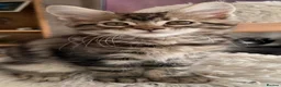 Maine Coon cats for sale: Outstanding show quality Maine coon kittens.  - Advert 17