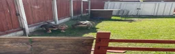 American Bully dogs for sale: Pocket bullies  in Sheffield - Advert 15