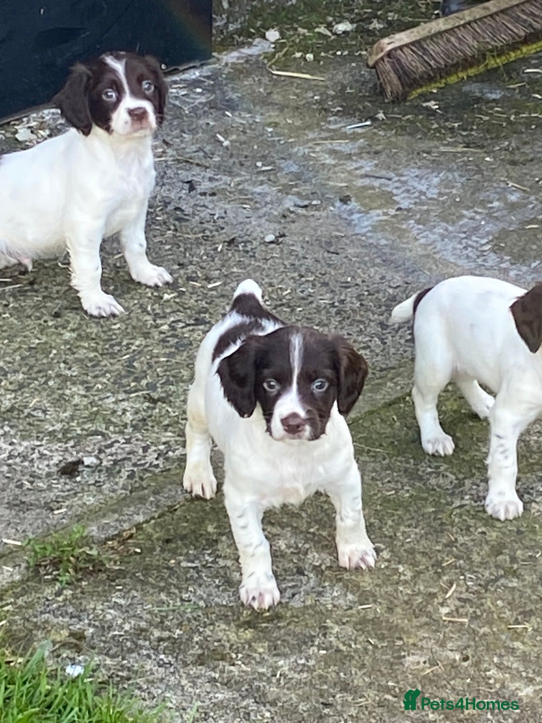 English Springer Spaniel dogs for sale: English springer pups - Image 6