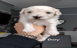 Poochon dogs for sale: Poochons  - Image 8