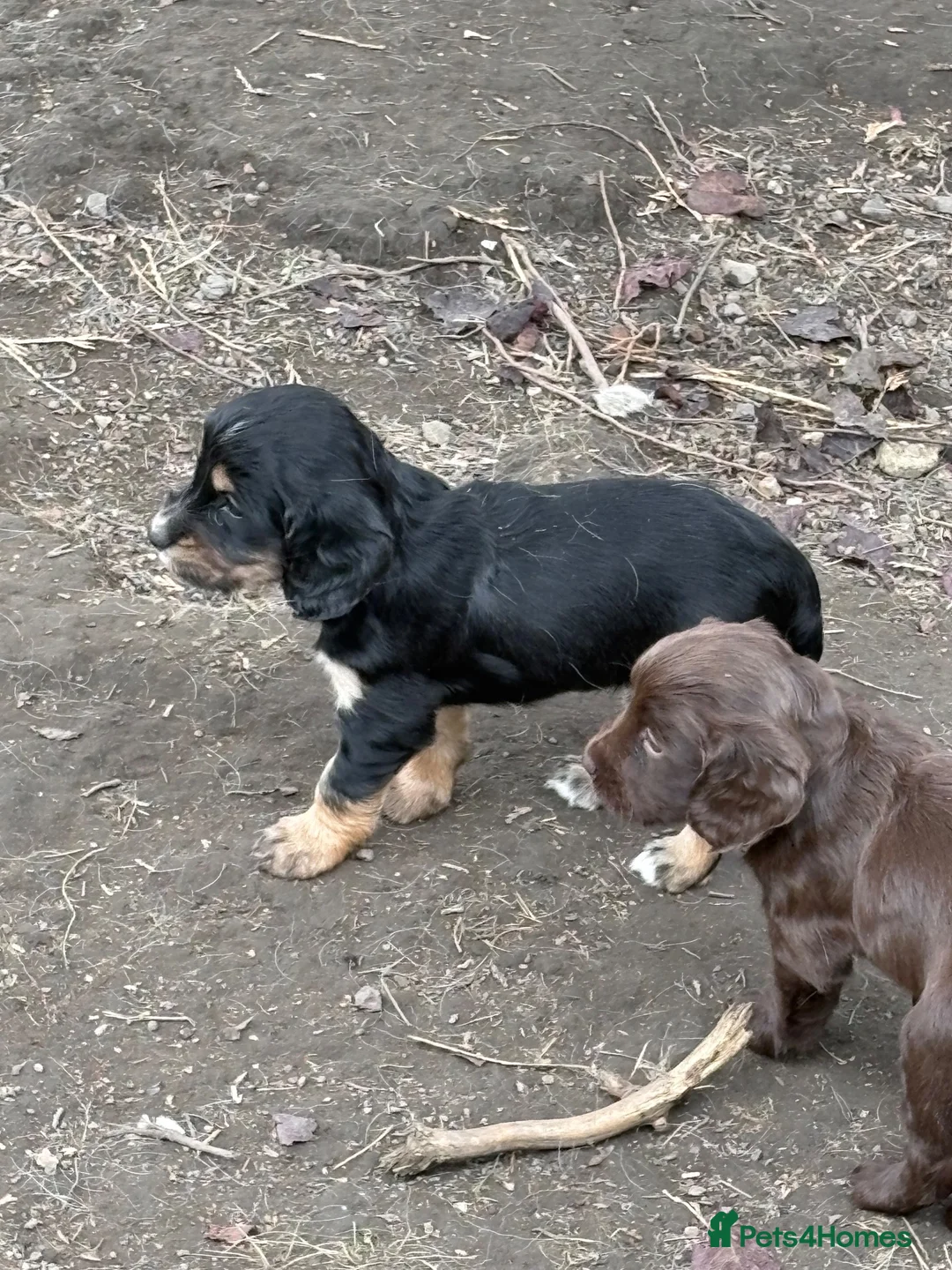 Sprocker dogs for sale: Sprocker pups  - Advert 9