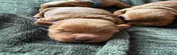 Cockapoo dogs for sale: F1B miniature cockapoo puppies. 10 days old - Advert 11