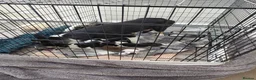 Mixed Breed dogs for sale: 2 girls 6 boys all doing great! - Advert 10