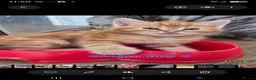 Mixed Breed cats for sale: Beautiful kittens - Advert 29