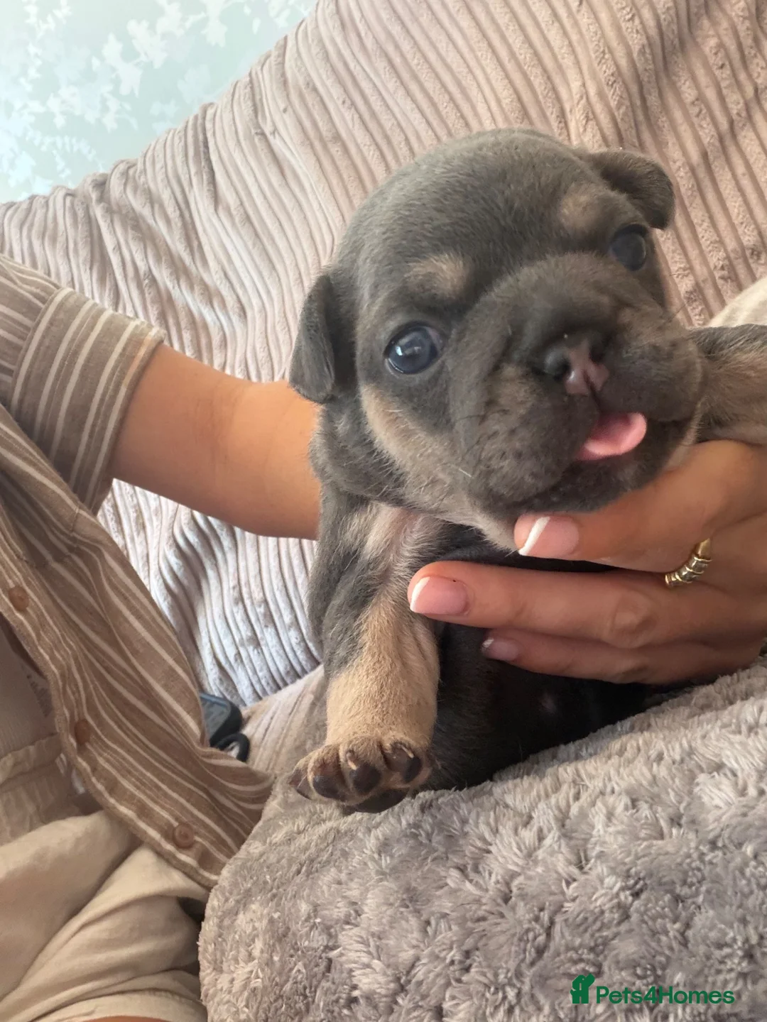 French Bulldog dogs for sale: French bulldog Beautiful lilac/tan   - Advert 1