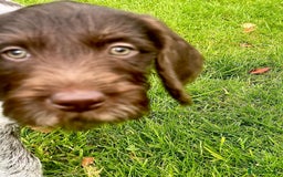 German Wirehaired Pointer dogs for sale: Beautiful GWP Pups For Sale Bred For Their Nature - Image 8