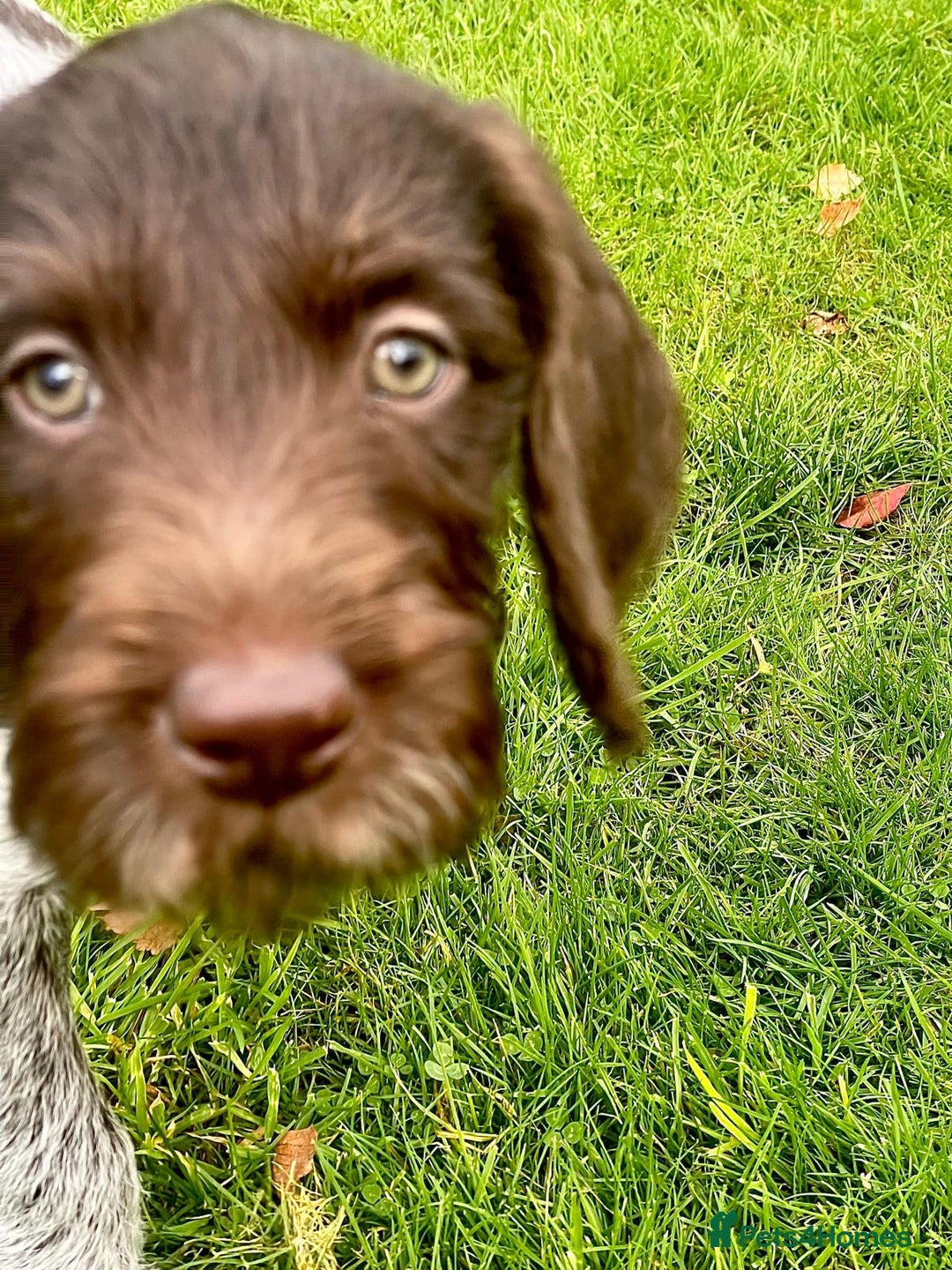 German Wirehaired Pointer dogs for sale: Beautiful GWP Pups For Sale Bred For Their Nature - Image 8